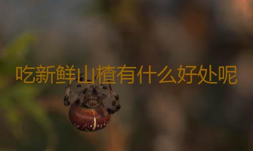 吃新鲜山楂有什么好处呢