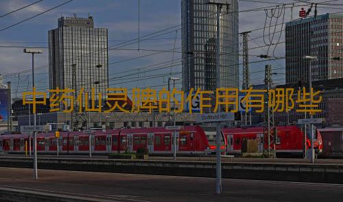 中药仙灵脾的作用有哪些