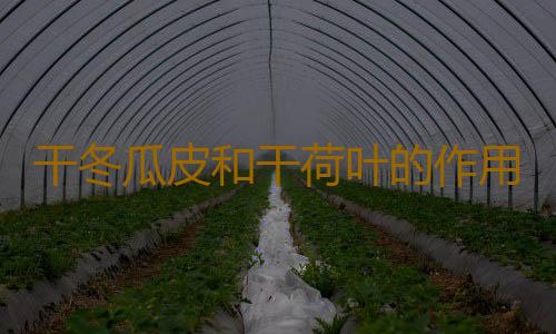 干冬瓜皮和干荷叶的作用