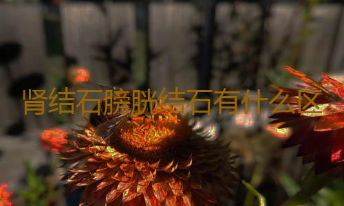 肾结石膀胱结石有什么区分